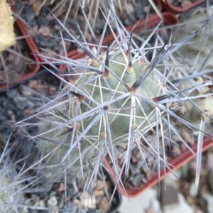 Tephrocactus  bruchii - пагін-