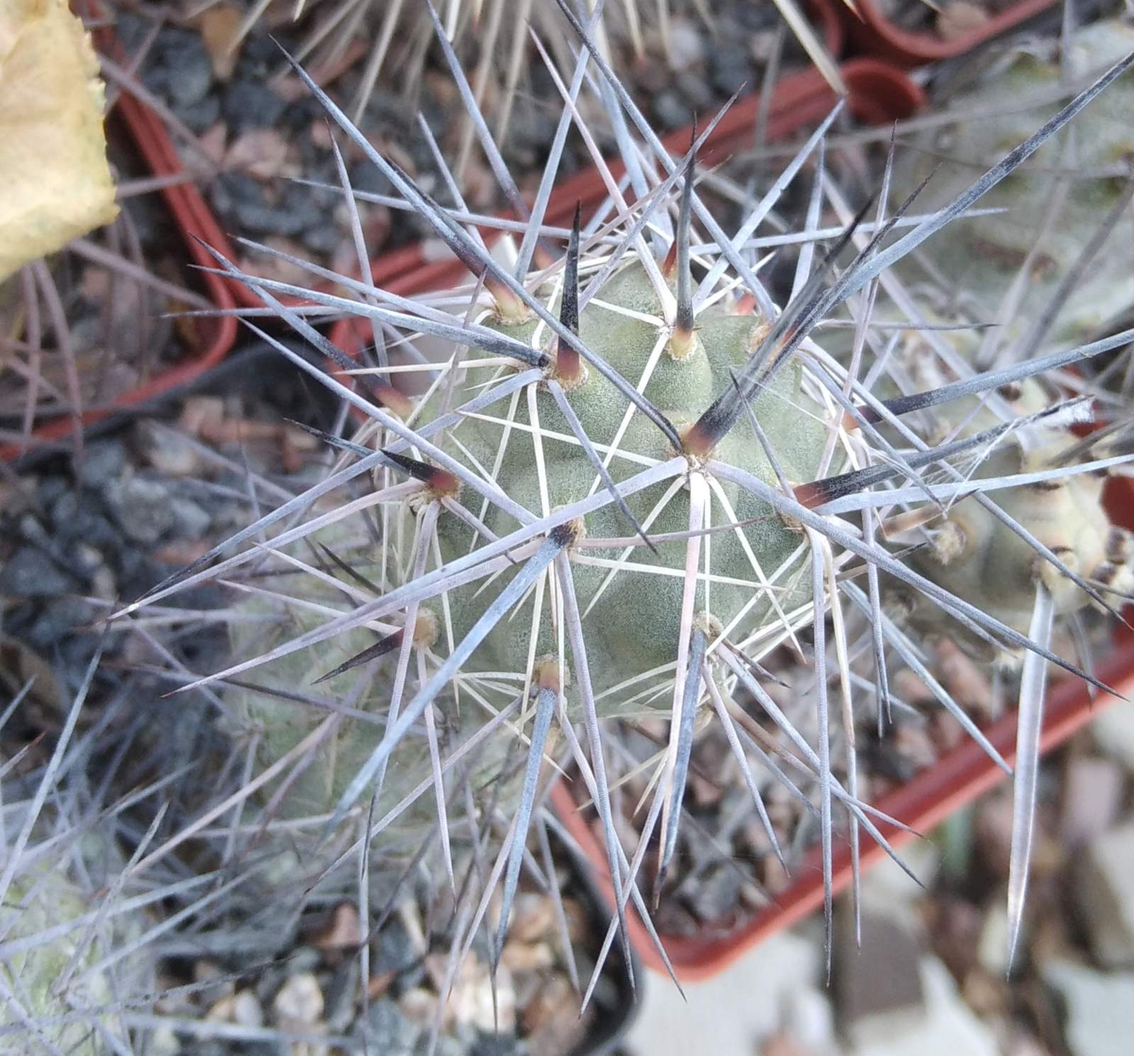 Tephrocactus  bruchii - пагін-