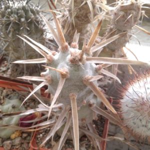 Tephrocactus  art. v. papyracanthus -VG-super form- пагін-