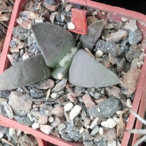 Ariocarpus retusus -cube-5cm-