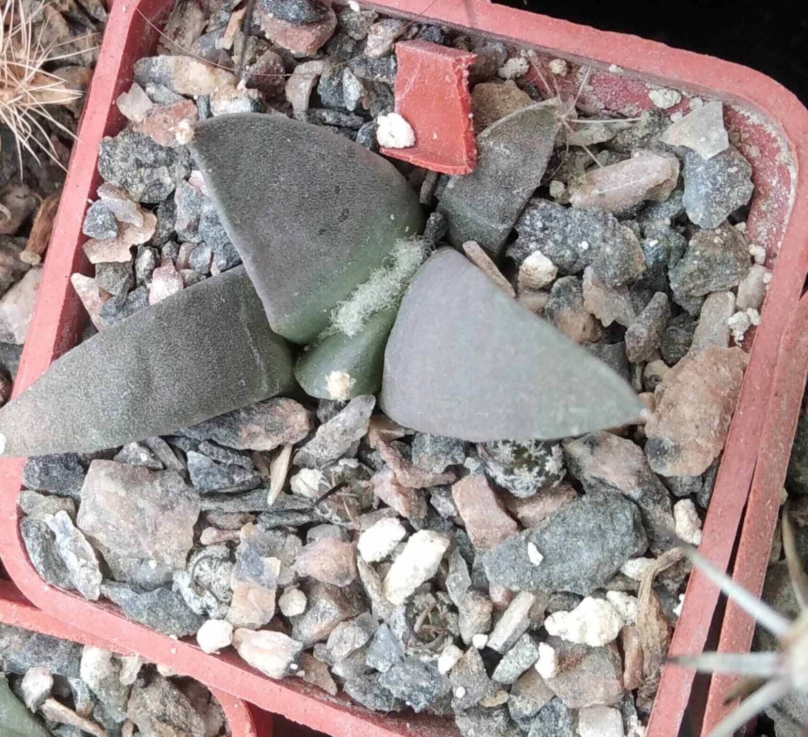 Ariocarpus retusus -cube-5cm-