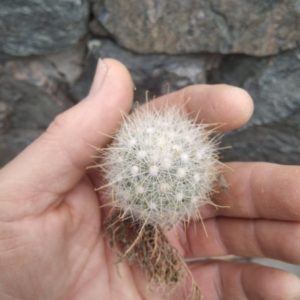 Mammillopsis senilis -