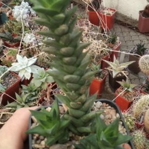 Astroloba bicarinatum -Mesa Garden-rare-пагони-