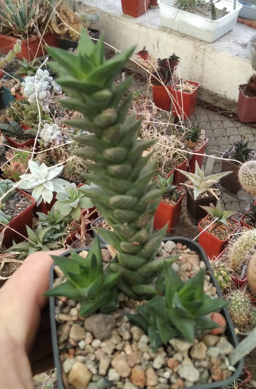 Astroloba bicarinatum -Mesa Garden-rare-пагони-