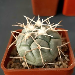 Coryphantha poselgeriana 'valida' Quatro Cienegas, Coahuila
