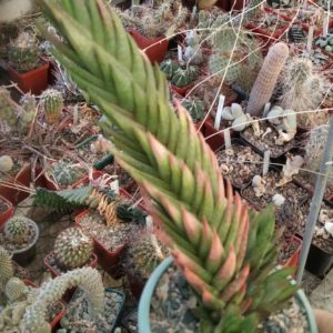 Astroloba spiralis -пагони-