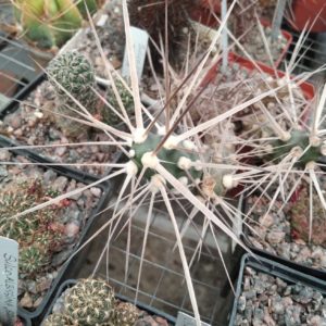 Maihueniopsis darvinii v. hickenii -пагони-