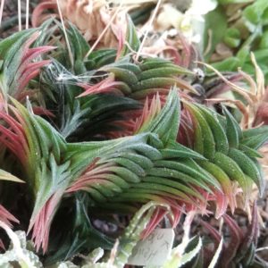 Нaworthia nigra x viscosa -Plapp - крупний пагін-
