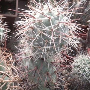 Tephrocactus  geometricus JN1014 -верхній пагін-