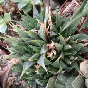 Нaworthia  magnifica v. maraisii - пагони-