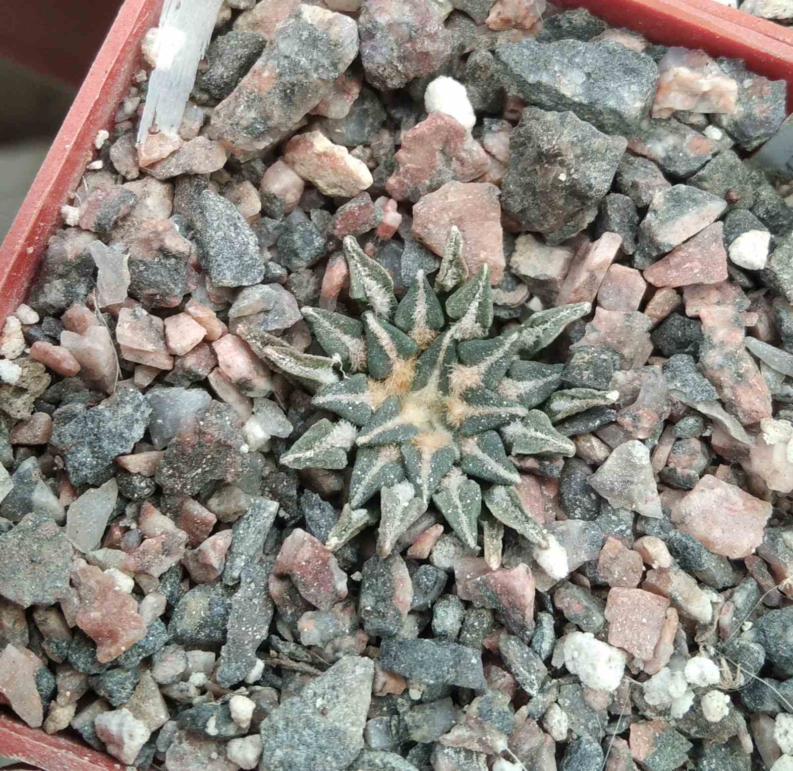 Ariocarpus kotschoubeyanus v. rioverdae -Koehres-