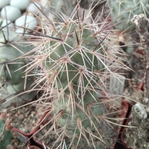 Tephrocactus aleхanderi-geometricus v. intermedius REPP87 -пагін-