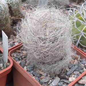 Neoporteria senilis -cube-6cm-