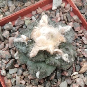 Ariocarpus fissuratus -Big Bend- cube-7cm- коріння від юсберта-