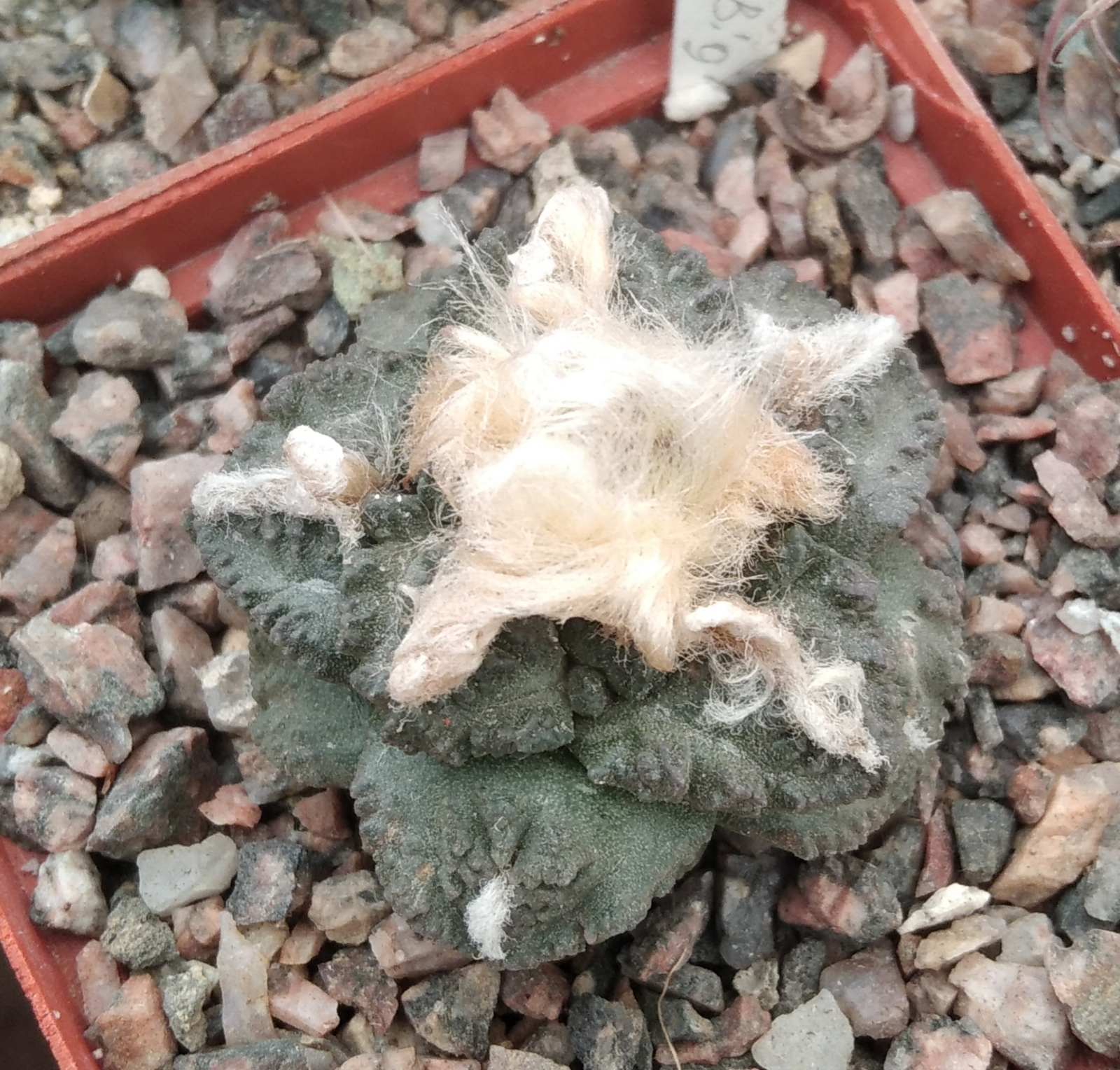 Ariocarpus fissuratus -Big Bend- cube-7cm- коріння від юсберта-