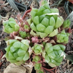 Нaworthia  cymbiformis v. incurvula -пагони-