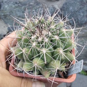 Thelocactus garsia PAR167 -San Miguel de Valdo- cube-9cm- 20years-