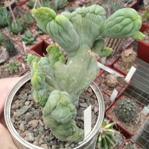 Cereus bridgesii f. monstrosa- горщик-9см-