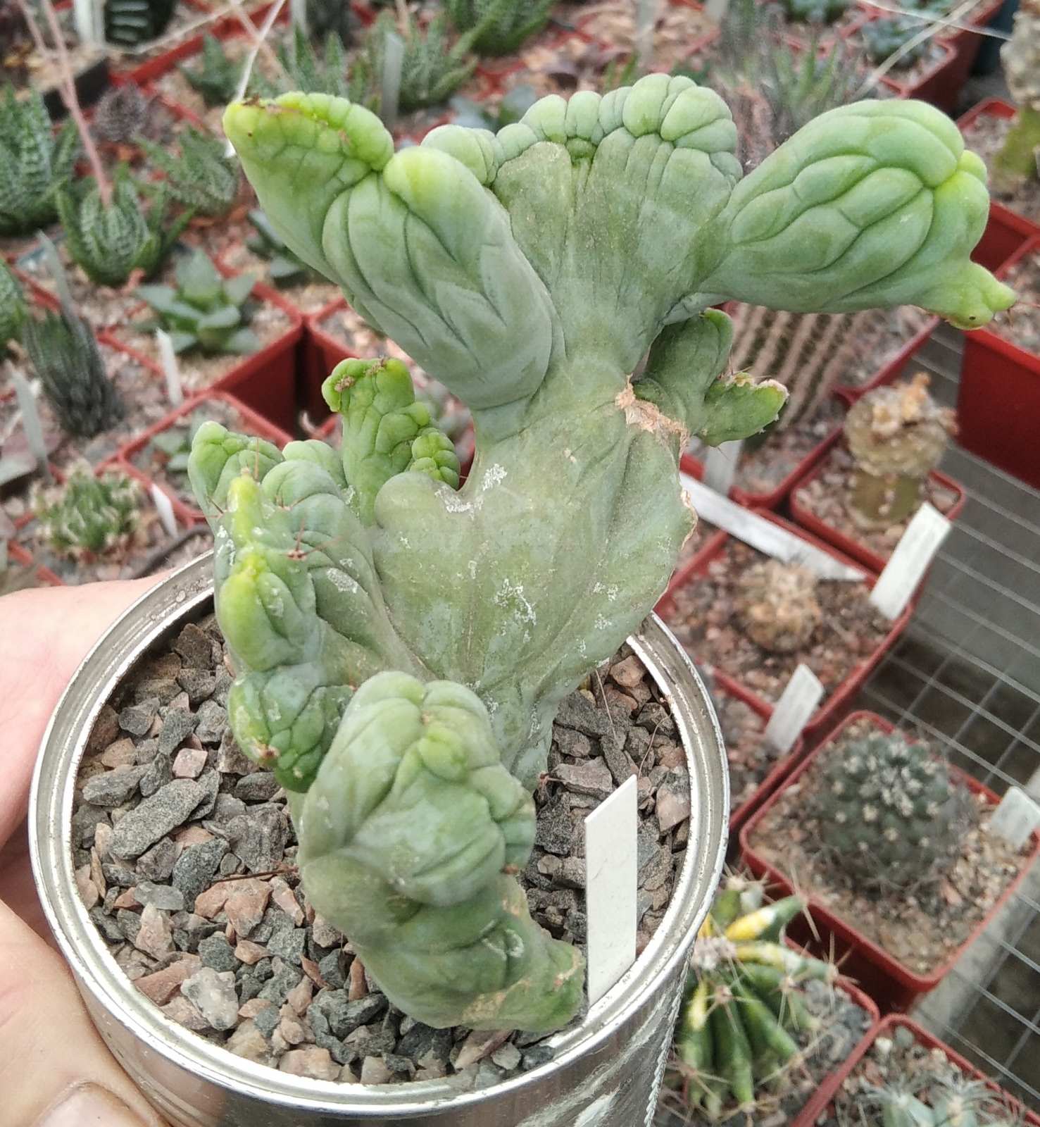 Cereus bridgesii f. monstrosa- горщик-9см-
