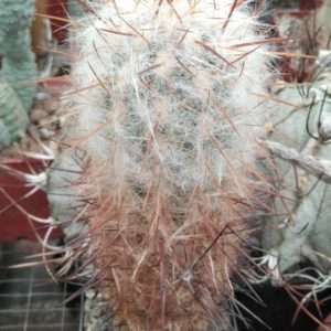 Oreocereus trollii -Mesa Garden- cube-8cm-