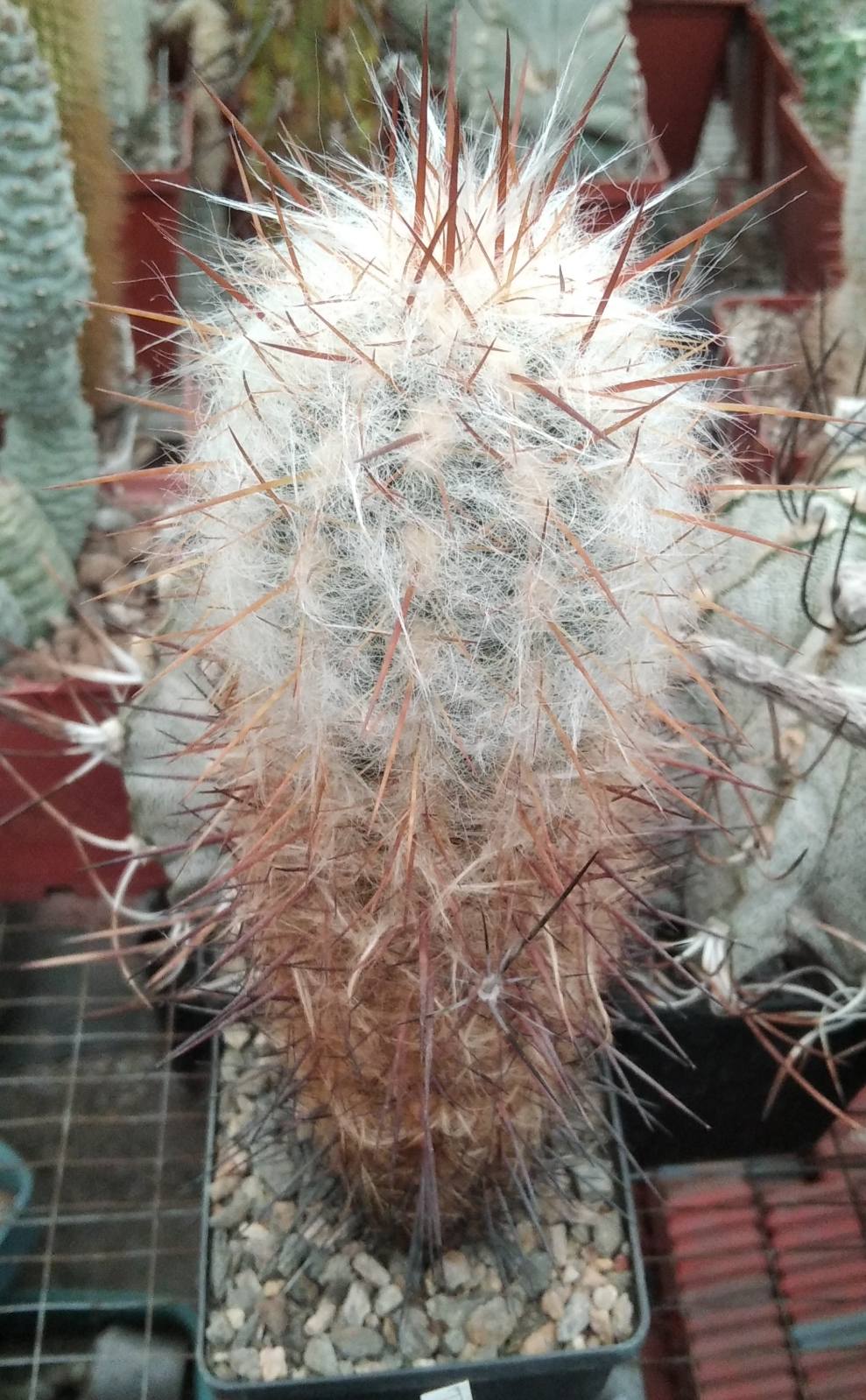 Oreocereus trollii -Mesa Garden- cube-8cm-