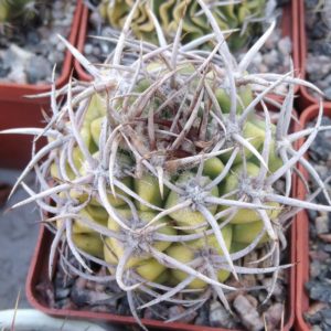 Gymnocalycium mostii -cube-6cm-collection-