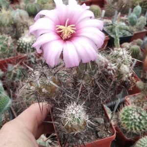Echinocereus brandegeei DJF20 -MG- cube-6cm-