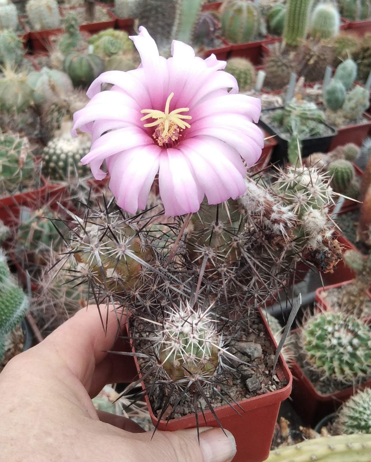 Echinocereus brandegeei DJF20 -MG- cube-6cm-