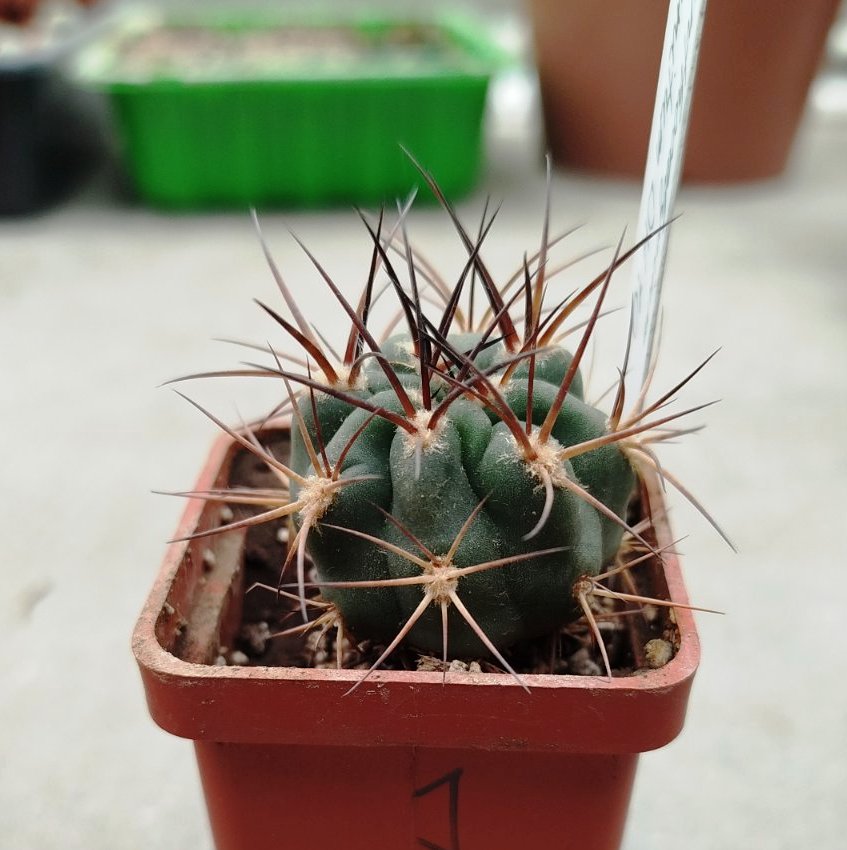 Acanthocalycium munitum DH10 Cerro Zorrito, Plateau #1