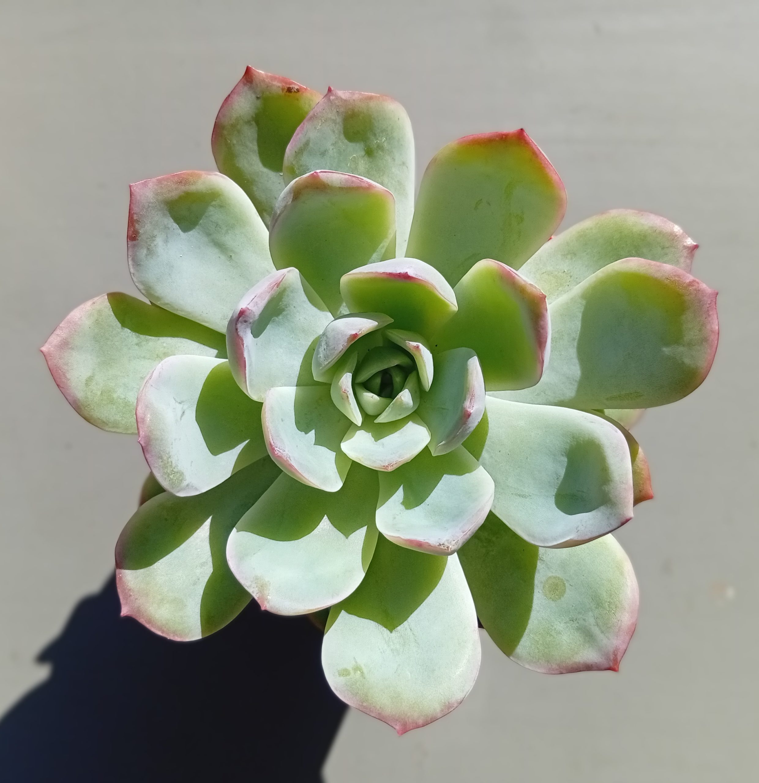 Echeveria Pink Line