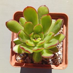 Echeveria pulidonis Cristmas