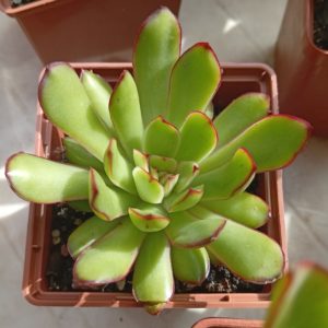 Echeveria pulidonis Cristmas (2)