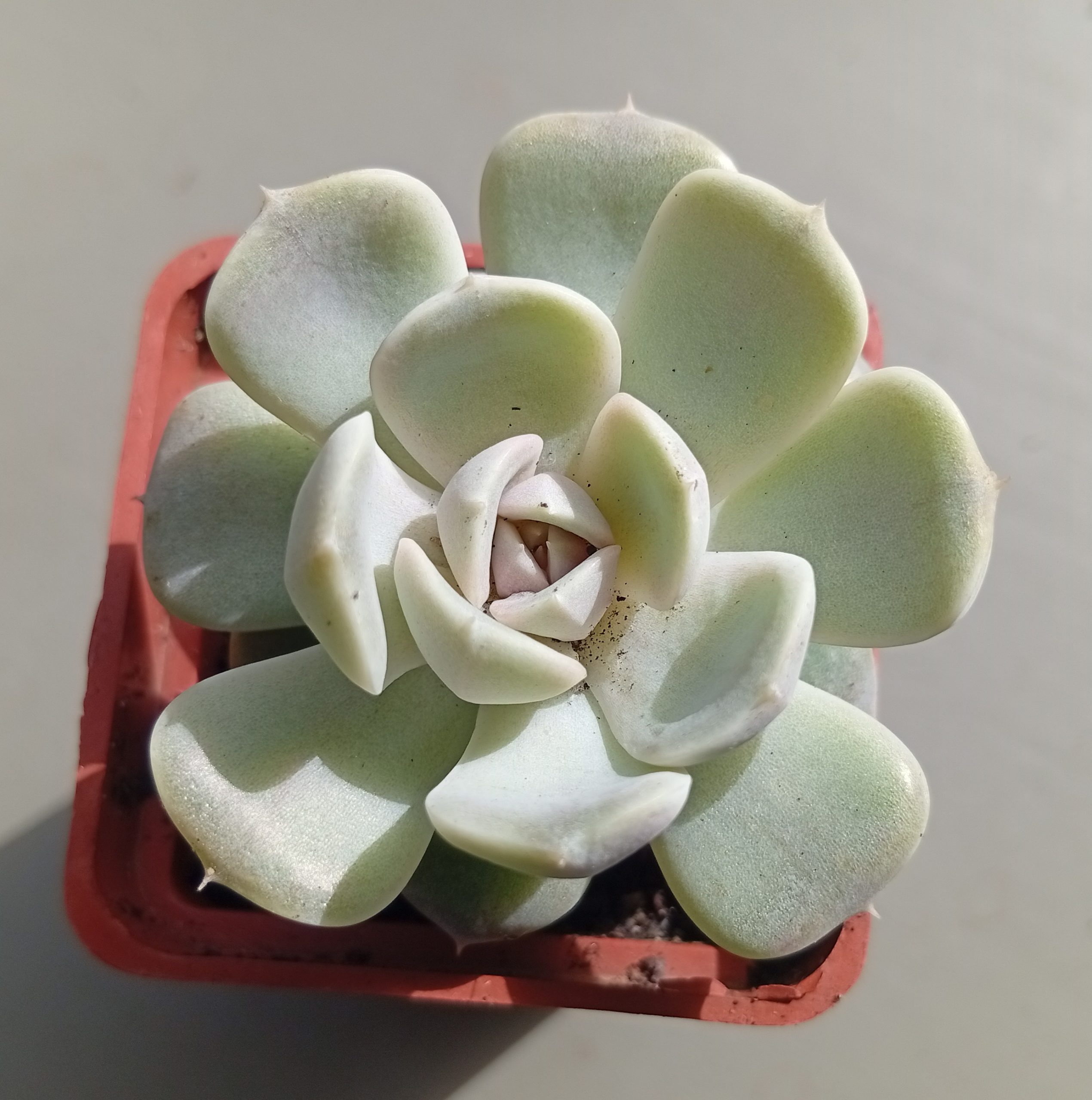 Echeveria Tynie Burger