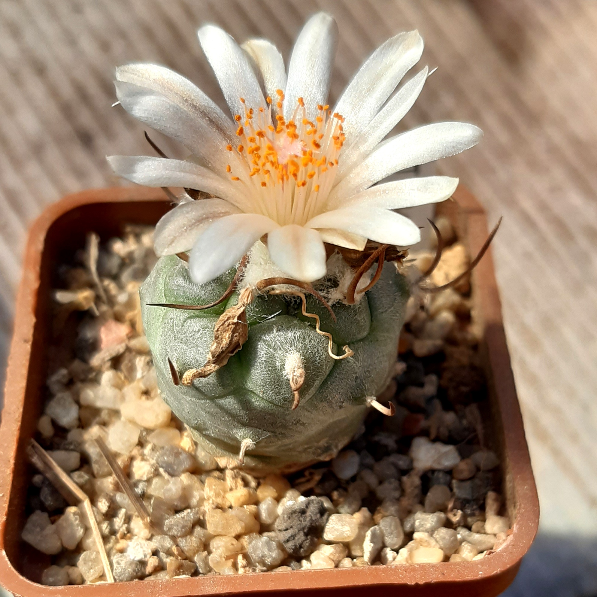 Turbinicarpus macrohele Matehuala
