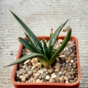 Agave toumeyana 'bella' Gila Co MG