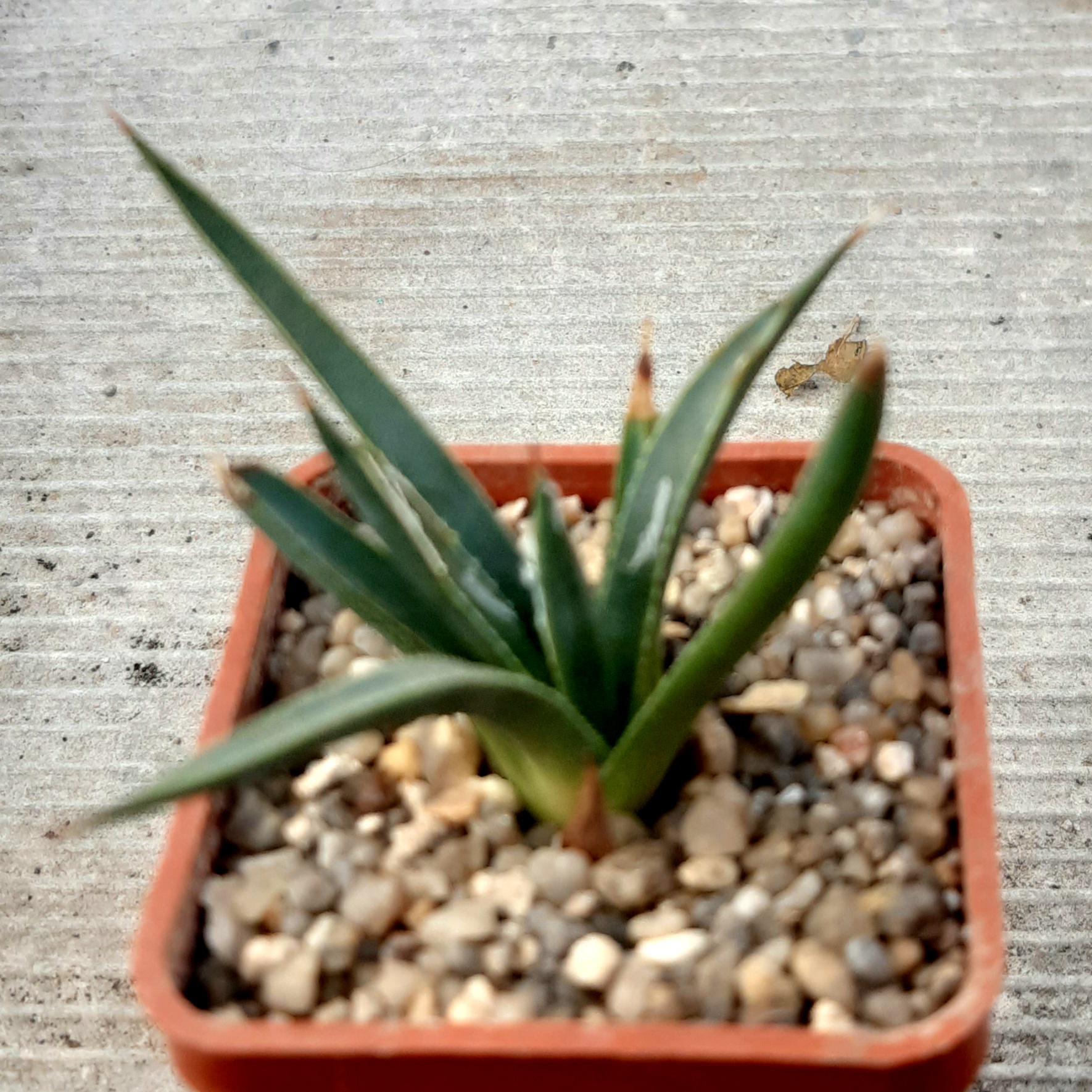 Agave toumeyana 'bella' Gila Co MG