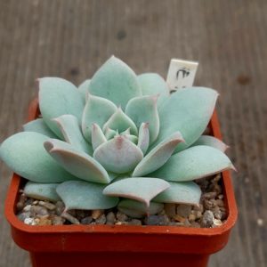 Echeveria 'Ruzz' (Коrea)