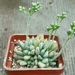 Crassula ausensis 'titanopsis'