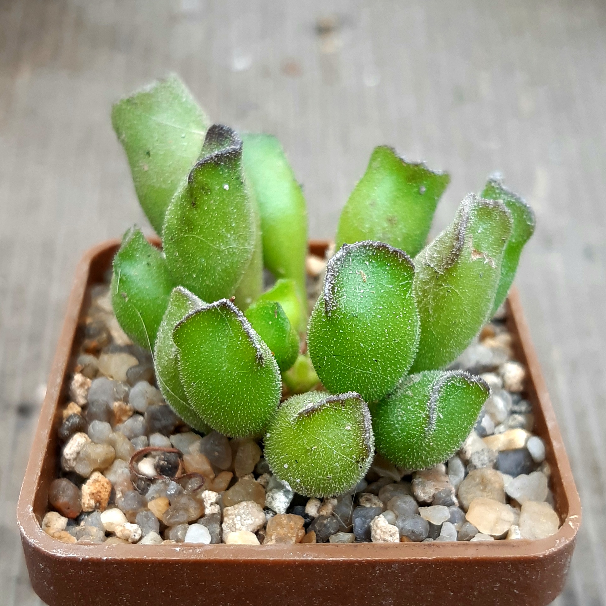 Adromischus cristatus, Kleinpoort, ex.Pavelka (PV1824)