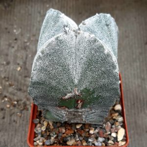 Astrophythum myriostigma 'quadricostatum'