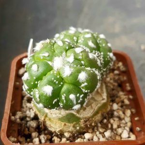 Astrophythum asterias 'Lizard Skin'