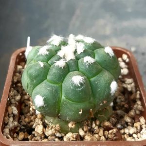 Astrophythum asterias kikko