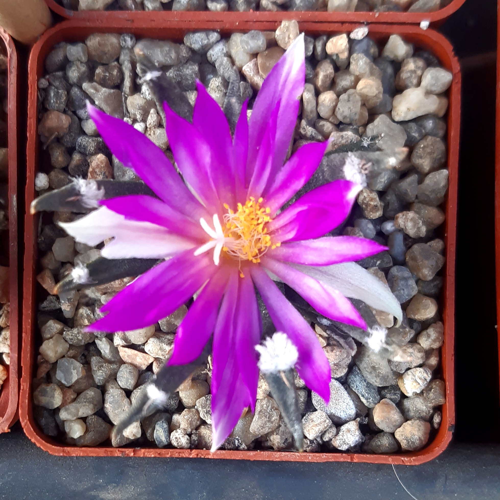 Ariocarpus agavoides