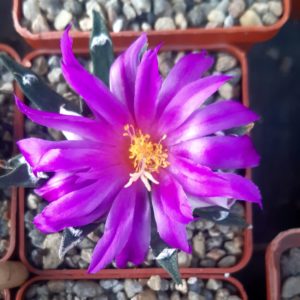 Ariocarpus agavoides