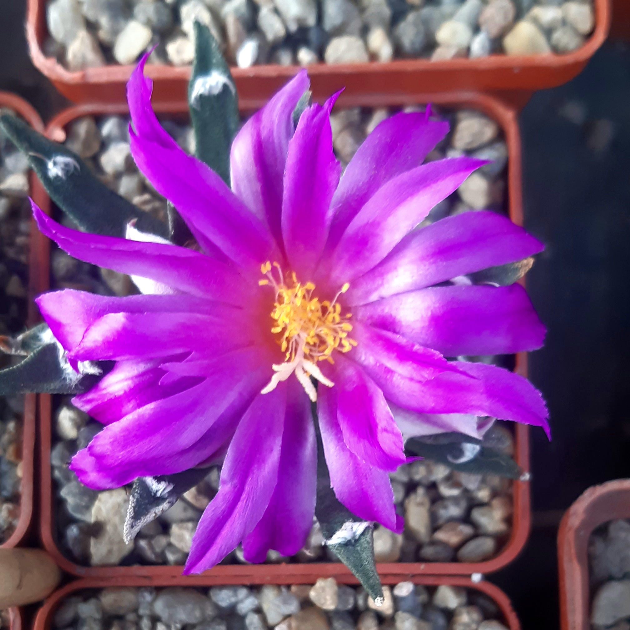 Ariocarpus agavoides