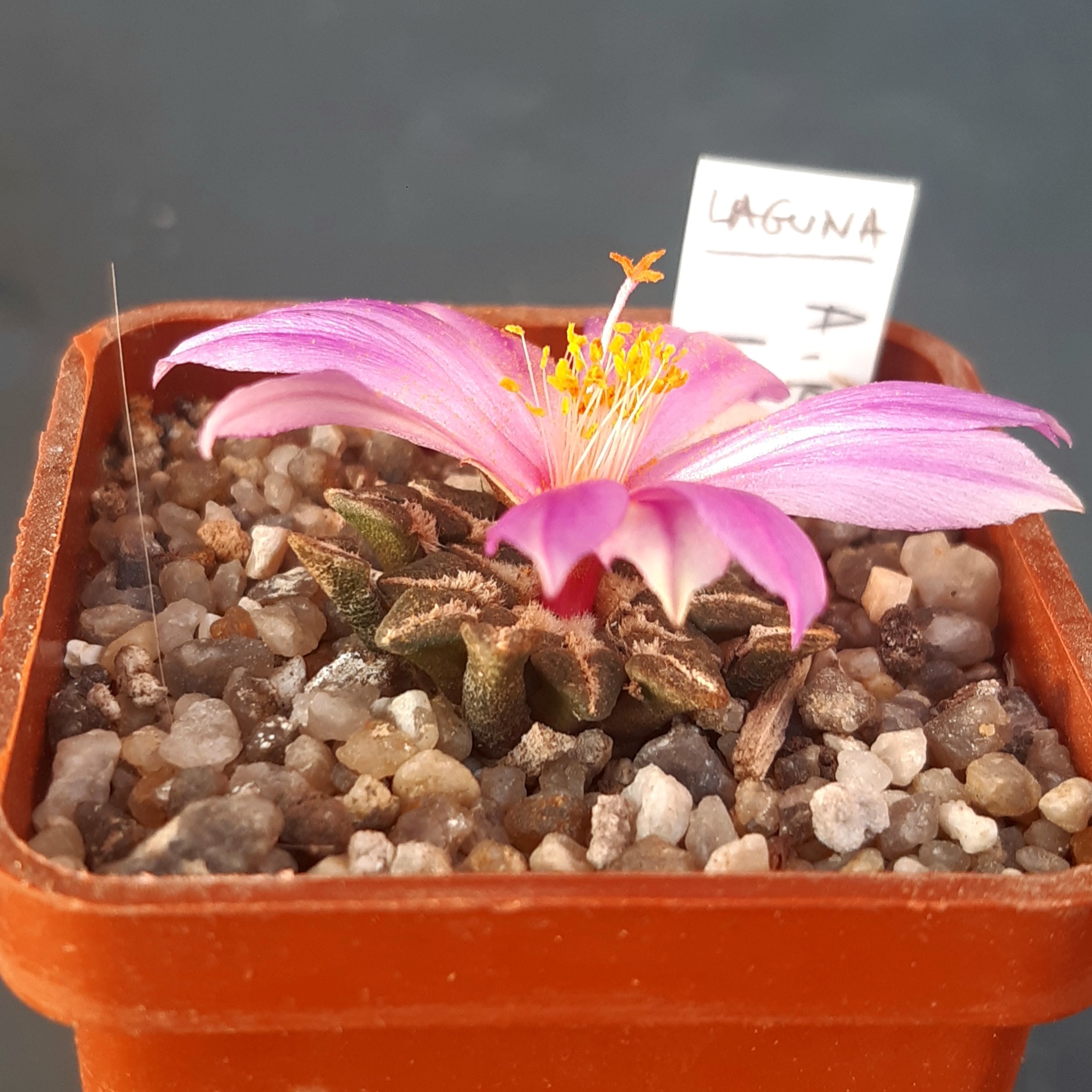 Ariocarpus kotchoubeyanus Laguna, Rio Verde, SLP