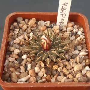 Ariocarpus kotchoubeyanus 'albiflorus' Koehres