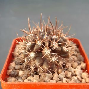 Neochilenia pygmaea
