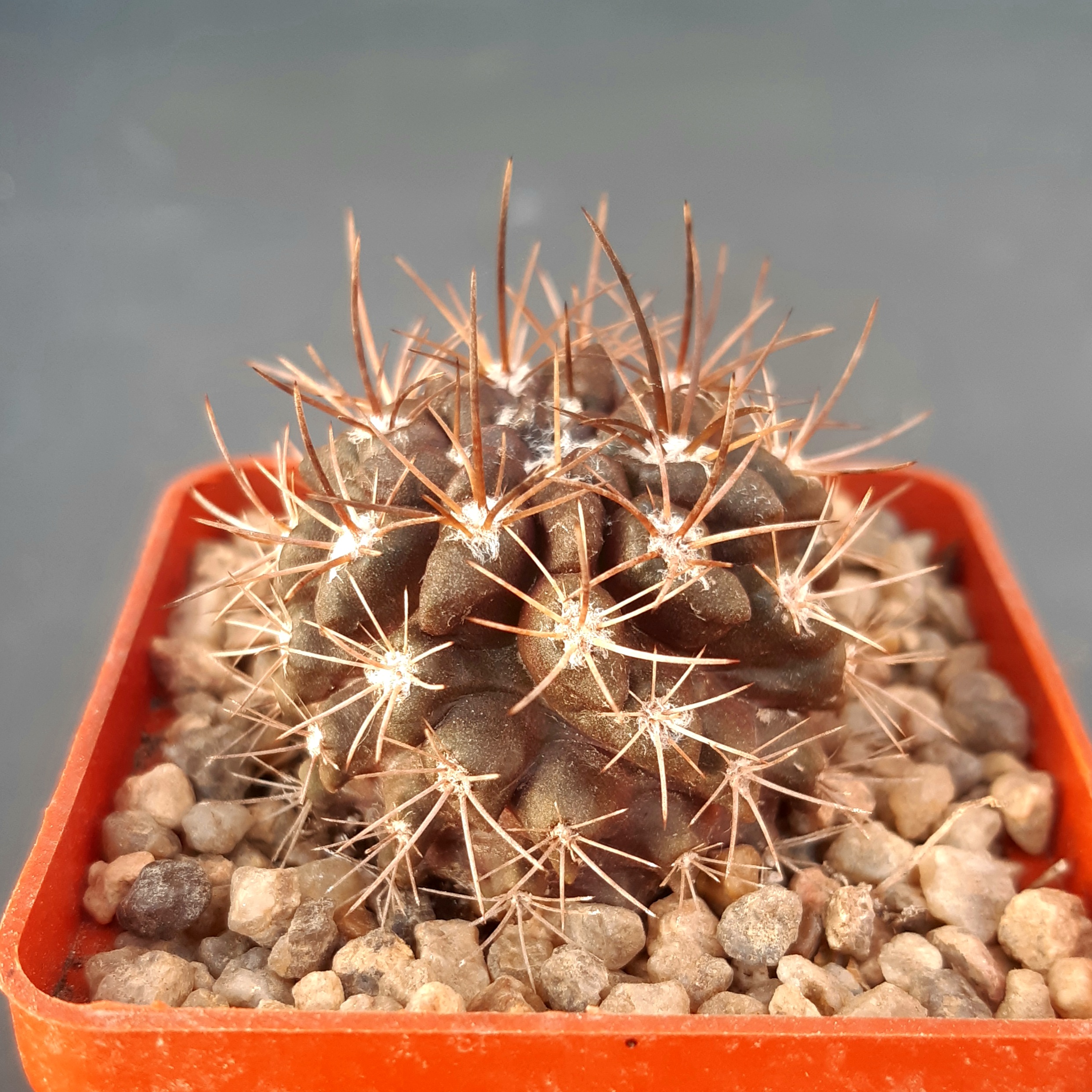 Neochilenia pygmaea