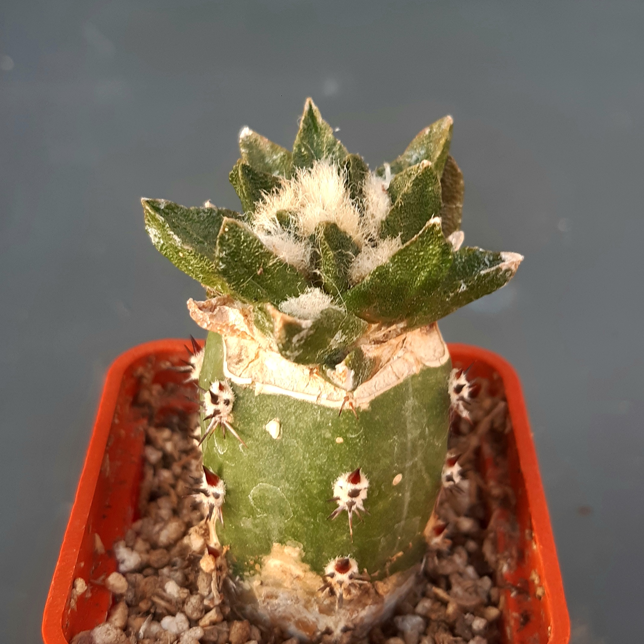 Ariocarpus scafarostrus x agavoides